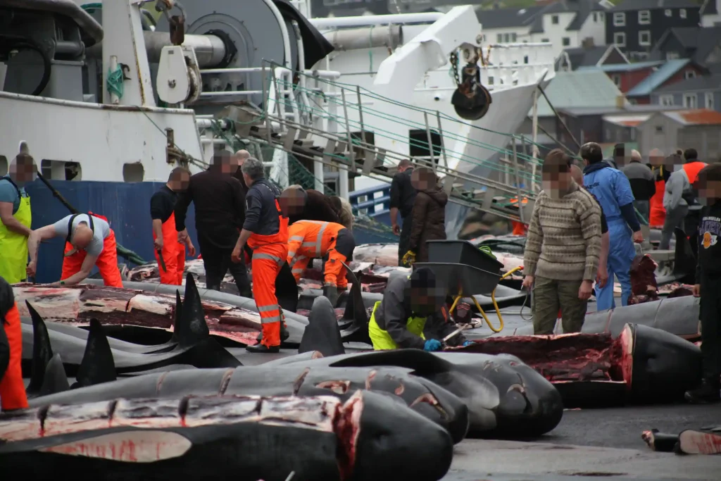 Nearly 100 pilot whales, including pregnant females and calves, slaughtered in Faroe Islands' controversial grindadráp hunts, sparking global outrage and renewed calls for change.