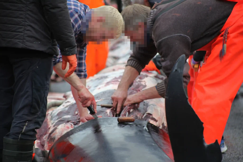 Nearly 100 pilot whales, including pregnant females and calves, slaughtered in Faroe Islands' controversial grindadráp hunts, sparking global outrage and renewed calls for change.