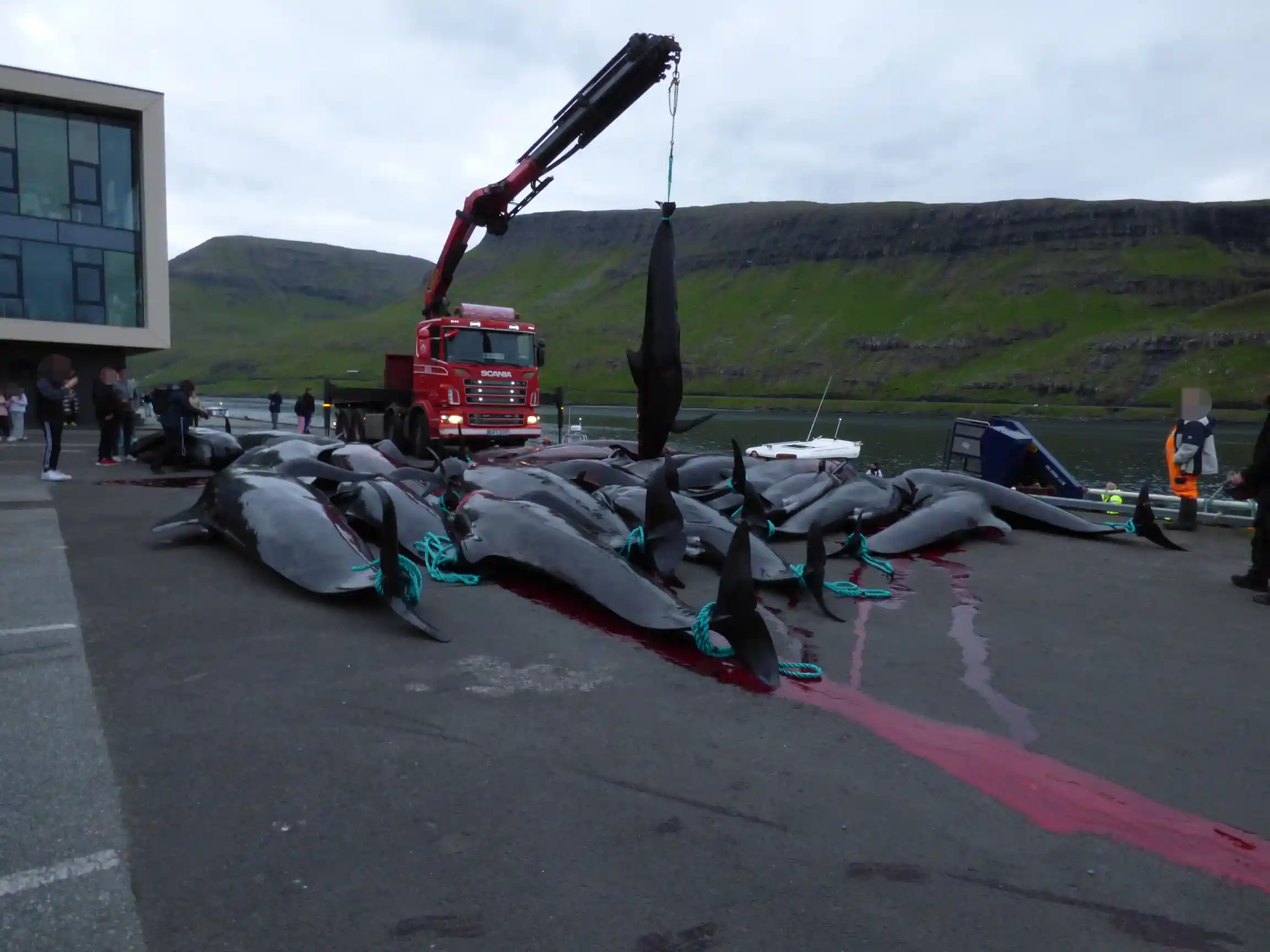 Nearly 100 pilot whales, including pregnant females and calves, slaughtered in Faroe Islands' controversial grindadráp hunts, sparking global outrage and renewed calls for change.