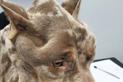 Phillip Walsh has been banned from owning animals for 10 years after starving his bulldogs. One dog, Duke, died from neglect, while Queenie survived and found a new home.