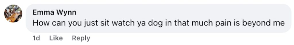 Social media comment on the post of Poor Bodie suffered with a huge bleeding eye tumour after his owner refused vet care for years - now banned from owning animals and sentenced for neglect.