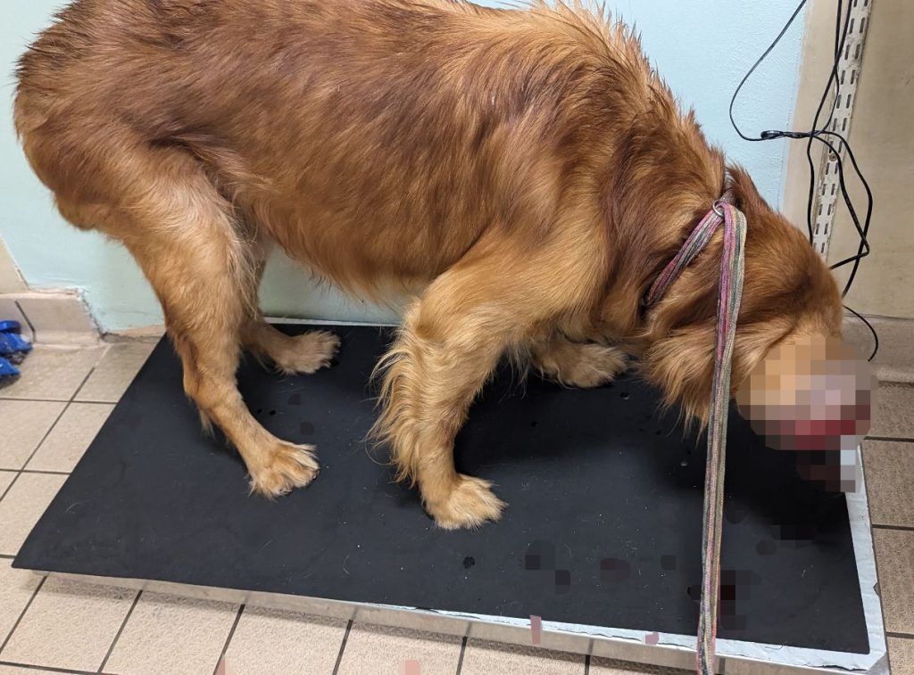 Poor Bodie suffered with a huge bleeding eye tumour after his owner refused vet care for years - now banned from owning animals and sentenced for neglect.