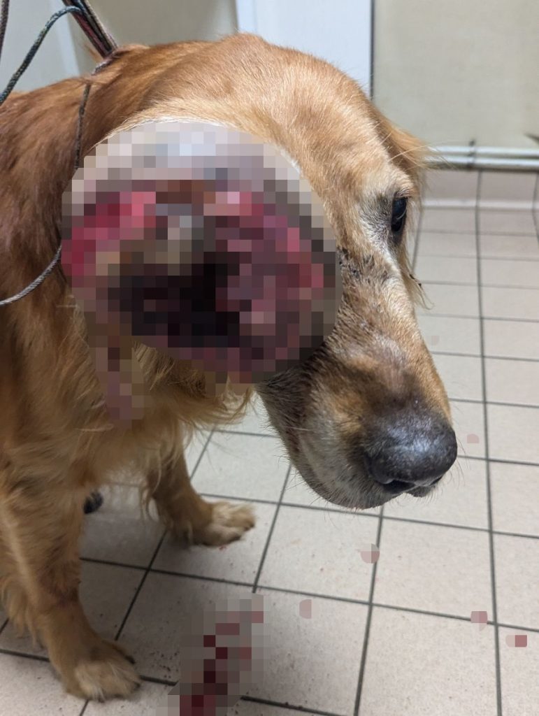 Poor Bodie suffered with a huge bleeding eye tumour after his owner refused vet care for years - now banned from owning animals and sentenced for neglect.