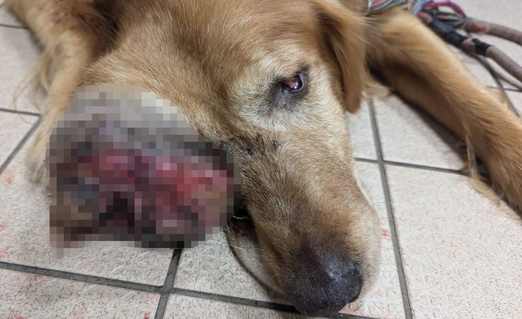Poor Bodie suffered with a huge bleeding eye tumour after his owner refused vet care for years - now banned from owning animals and sentenced for neglect.