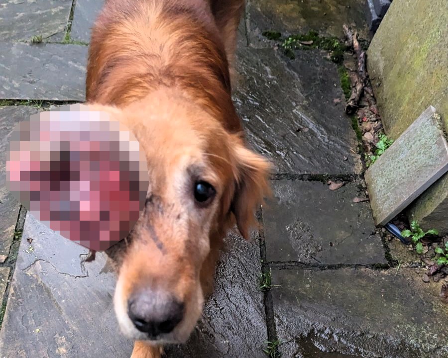 Poor Bodie suffered with a huge bleeding eye tumour after his owner refused vet care for years - now banned from owning animals and sentenced for neglect.