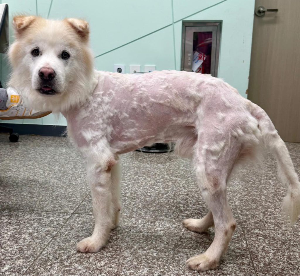Rescue dog Kuno returned to shelter just seven hours after adoption with fur shaved off, sparking outrage as experts warn of trauma and stress from harmful grooming.