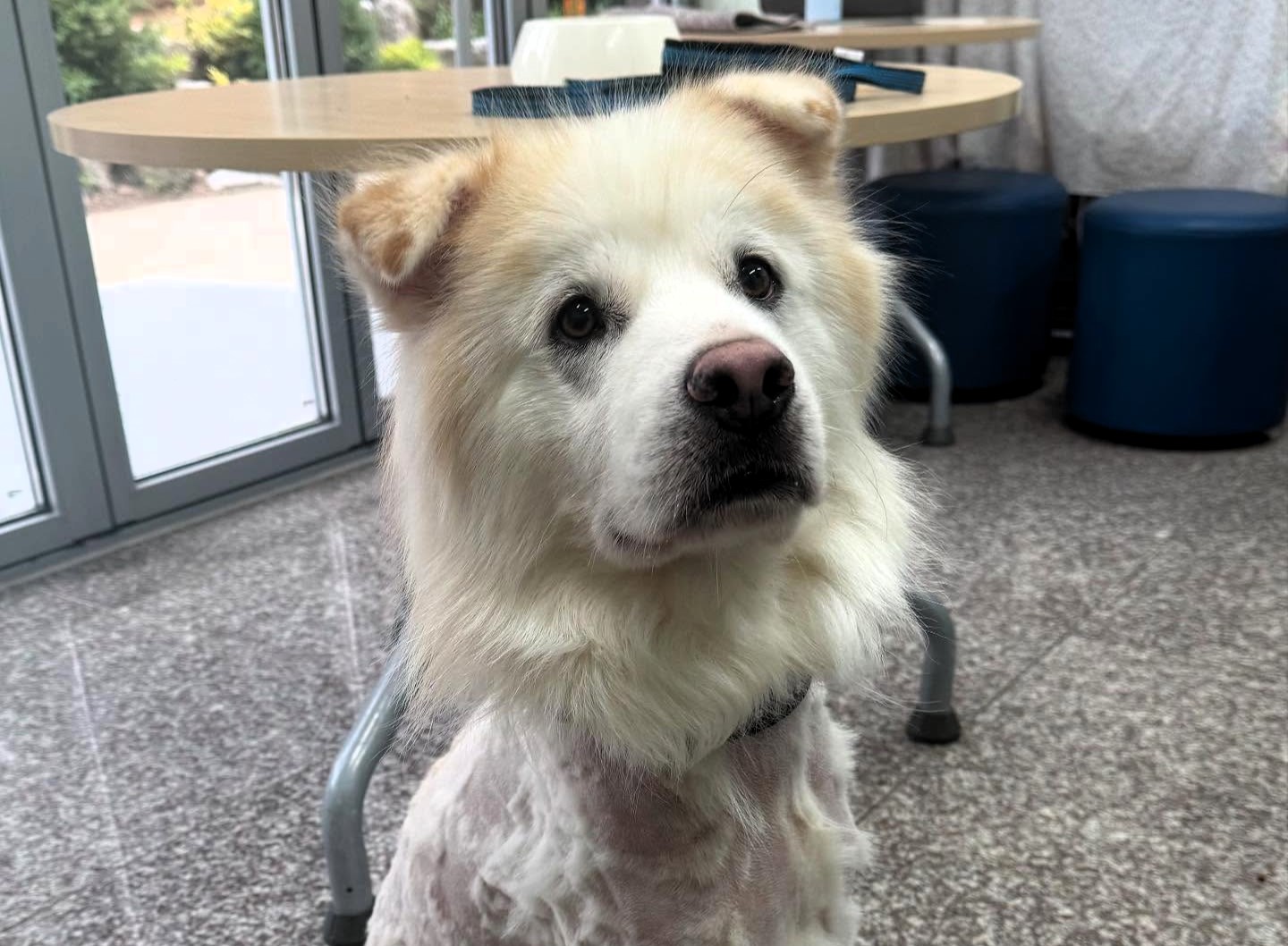 Rescue dog Kuno returned to shelter just seven hours after adoption with fur shaved off, sparking outrage as experts warn of trauma and stress from harmful grooming.