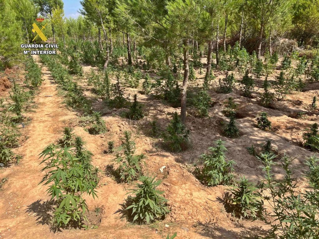 A massive hidden cannabis farm with over 1,300 plants was raided in a Spanish forest after a police helicopter spotted it. One suspect was arrested, another fled.