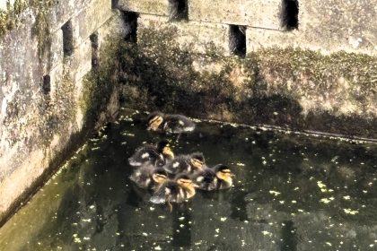 Seven ducklings were rescued from a seven-foot sewage tank in North Yorkshire by the RSPCA after falling in and getting trapped without their mother.