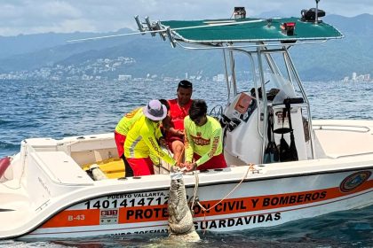 12ft crocodile captured at busy Puerto Vallarta beach - lifeguards tape jaws shut and relocate reptile to protect stunned tourists as baby croc season begins.