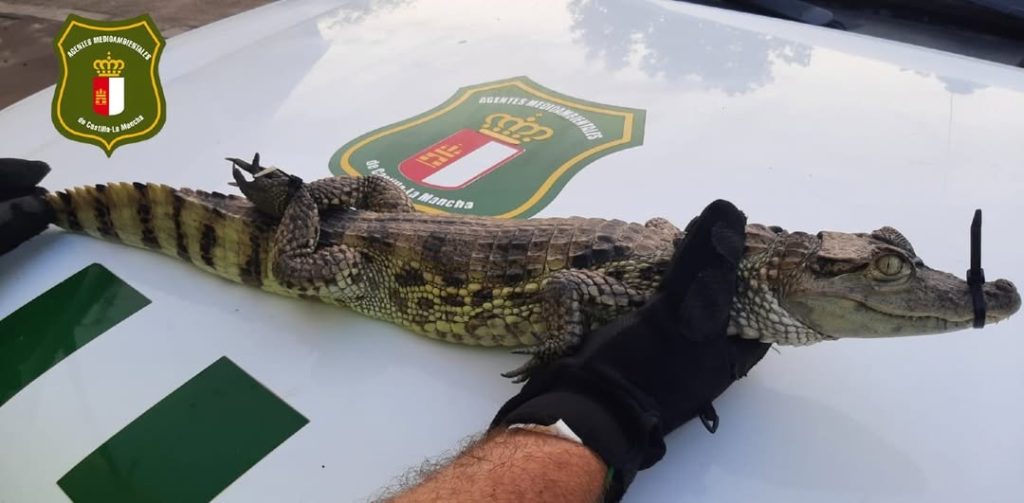 Three-foot caiman found in Spanish reservoir near Benidorm sparks police hunt – protected reptile safely captured and relocated to Madrid zoo after alarming discovery.