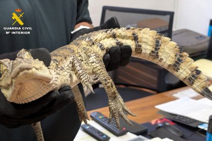 Three-foot caiman found in Spanish reservoir near Benidorm sparks police hunt – protected reptile safely captured and relocated to Madrid zoo after alarming discovery.