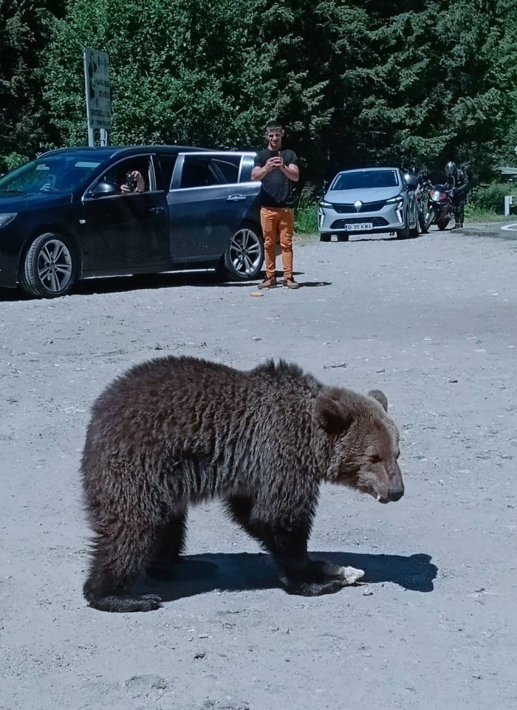 Tourist Omar Farang Zin was killed by a bear in Romania after taking selfies and trying to feed them, despite warning signs. He was found mauled near Lake Vidraru.
