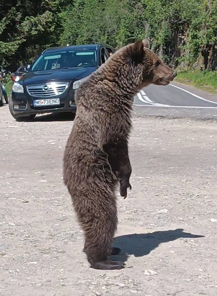 Tourist Omar Farang Zin was killed by a bear in Romania after taking selfies and trying to feed them, despite warning signs. He was found mauled near Lake Vidraru.