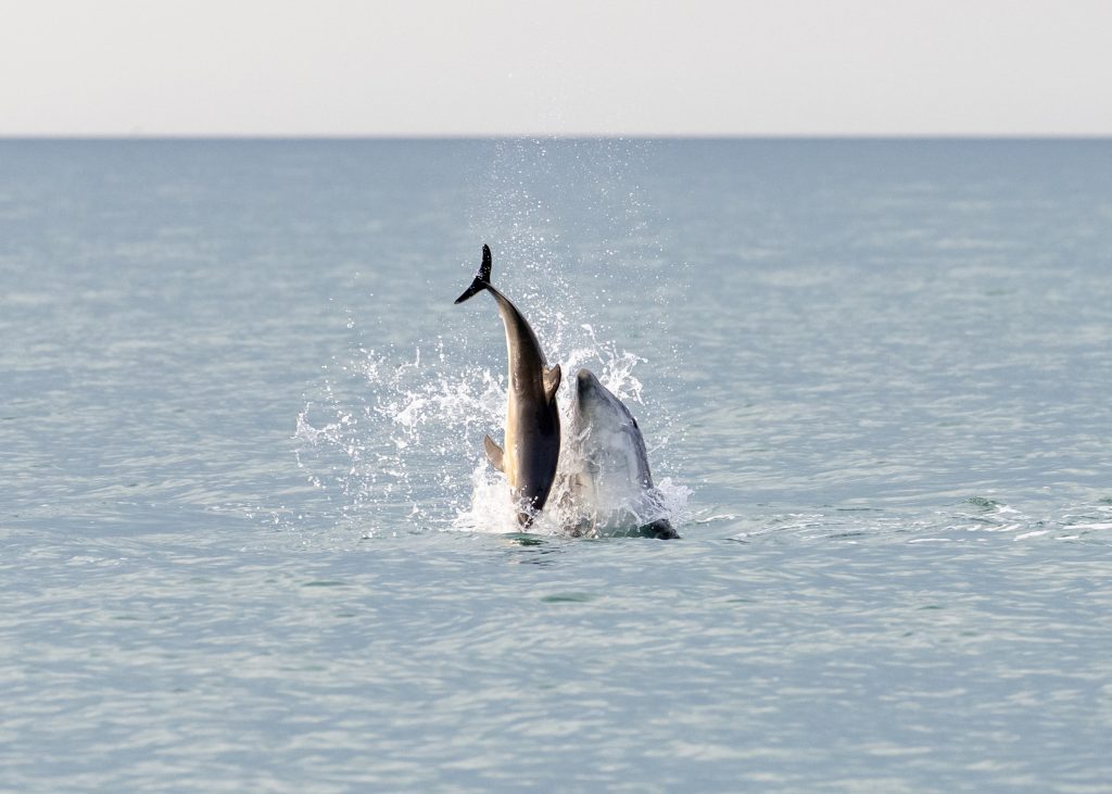 A new black and purple fish found in Papua New Guinea has been named Eviota vader after Darth Vader - joining a killer dolphin dubbed Anakin in Star Wars-themed sea life.