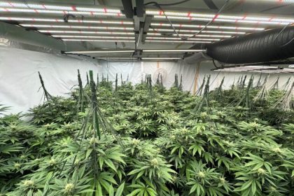 Police seized up to 500 cannabis plants worth £50,000 from a former pub in Somerset after locals reported suspicious activity. Four men were arrested and later bailed.