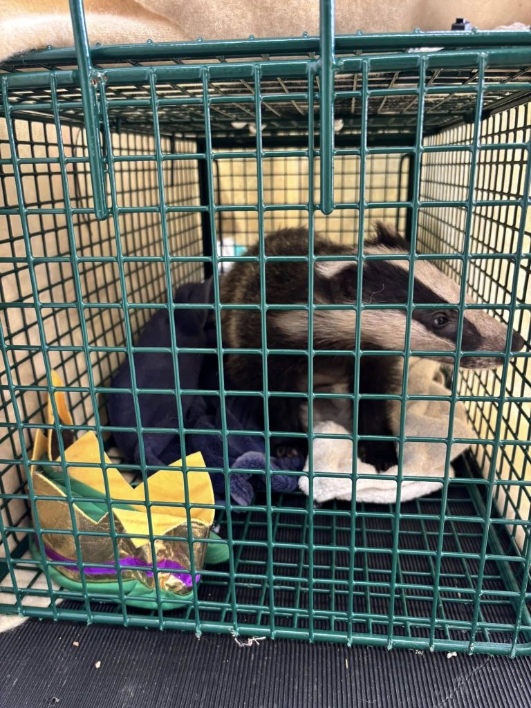 Charity shop closes after wild badger cub wanders in and refuses to leave - RSPCA rescues animal who leaves with a crown and the name King Louis in Somerset.