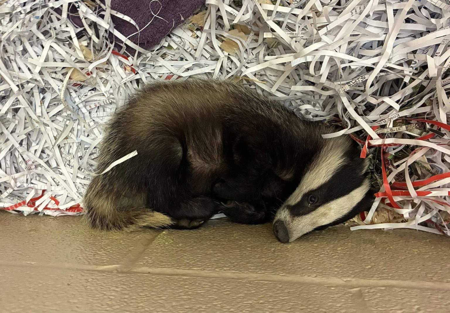 Charity shop closes after wild badger cub wanders in and refuses to leave - RSPCA rescues animal who leaves with a crown and the name King Louis in Somerset.