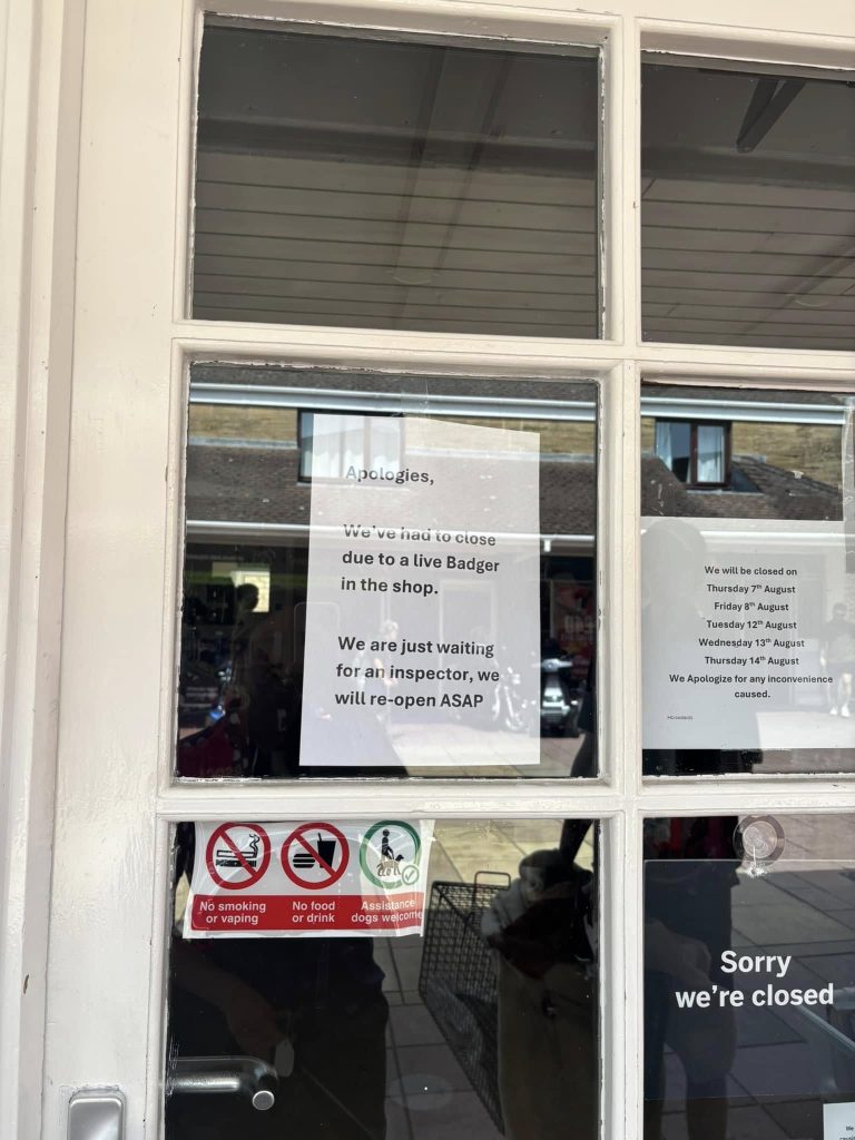 Charity shop closes after wild badger cub wanders in and refuses to leave - RSPCA rescues animal who leaves with a crown and the name King Louis in Somerset.