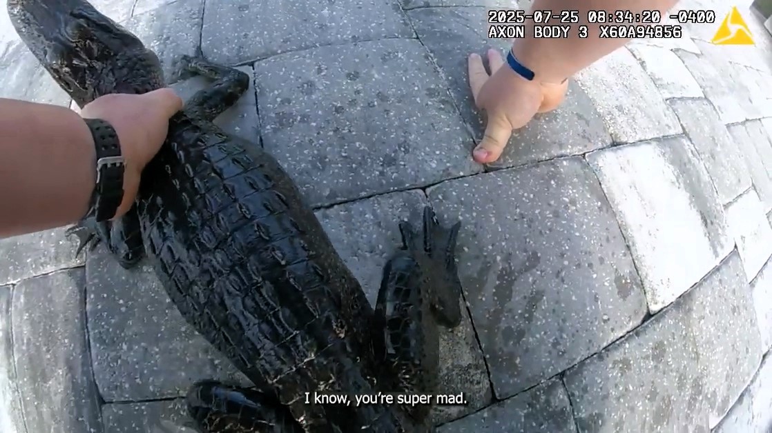 A St. Augustine officer wrestled a "super mad" alligator out of a swimming pool and strapped it into his car for relocation to a nearby pond, as seen in bodycam footage.