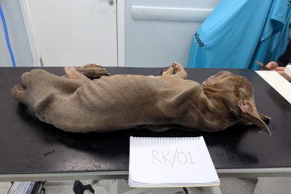 A Luton couple have been banned from keeping animals for 10 years after their starving American Bulldog Grizzly died in agony - both admitted failing to provide care.