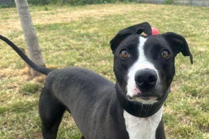 Thieves break into dog rehoming centre in South Milford stealing three dogs - two returned but black and white lurcher Bella still missing as police launch appeal.