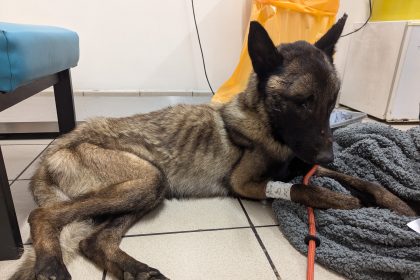 Cruel Bradford man banned for life after starving dogs Rocky and Max so severely they had to be put down - RSPCA says pets suffered chronic malnutrition and neglect.