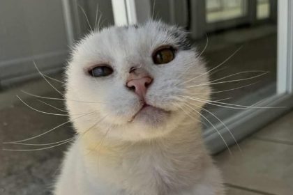 Mittens, a 12 year old earless rescue cat, is recovering after surgery for severe sun damage and is now seeking a loving forever home through the RSPCA Suffolk Central branch.