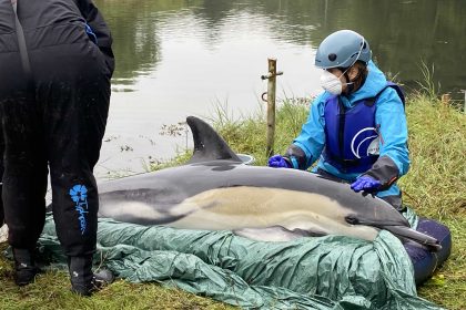 Rescuers save stranded dolphin four miles from sea in Cornwall using paddleboard and airbed - released safely after dramatic effort though its companion sadly died.
