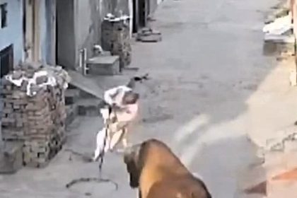 A 70 year old man suffered serious injuries after a stray bull hurled him 12ft into the air in Fazilka, India, sparking calls for action against rising cattle attacks.