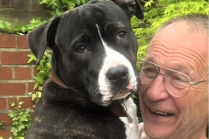 Ex-boxer with dementia tearfully reunited with missing dog Ty after four weeks as Battersea Dogs Home finds beloved staffie cross following family’s desperate appeal.
