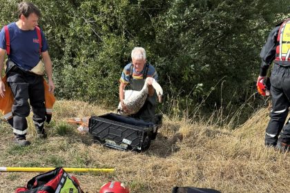 Firefighters rescued a family of seven swans trapped in a dried-out pond in Clehonger, relocating them safely to the River Wye with help from Hereford Rowing Club.