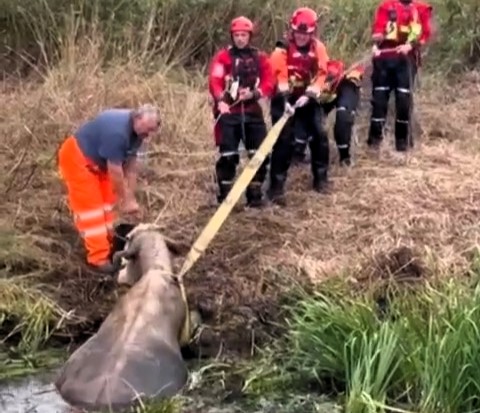 Firefighters stage tug-of-war rescue to save 100-stone cow stuck in Norfolk canal as exhausted heifer is pulled free and safely returned to her field in mooo-velous mission.