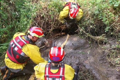 Hero firefighters rescue 78st cow trapped in 10ft Chester mud pit with only nostrils above surface - specialist team and vet work with farmer to save half-tonne heifer.
