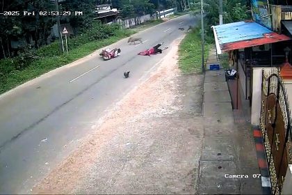 A wild boar rammed a woman’s moped in India, leaving her critically injured with severe head trauma. The collision is part of a growing wildlife accident crisis.