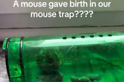 Man stunned after mouse caught in humane trap gives birth to five babies in his Brussels home - but sadly the newborn litter did not survive after release attempt.