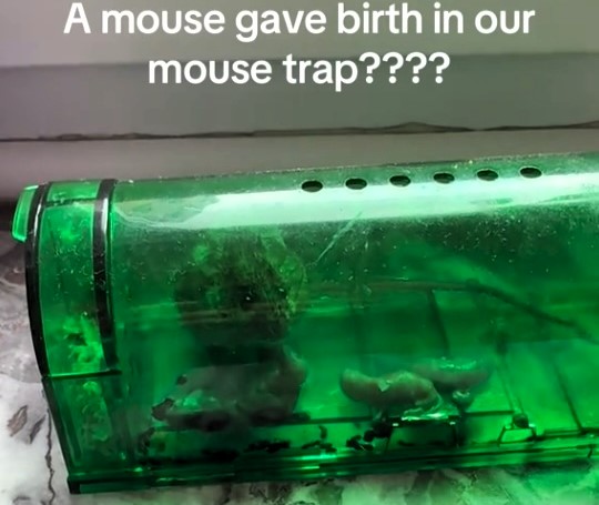 Man stunned after mouse caught in humane trap gives birth to five babies in his Brussels home - but sadly the newborn litter did not survive after release attempt.