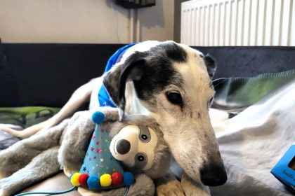 Elderly dog Tom survived being hurled into an icy pond and now battles incurable cancer - rescued by Angels 4 Dogs he celebrates life with a loving foster family.