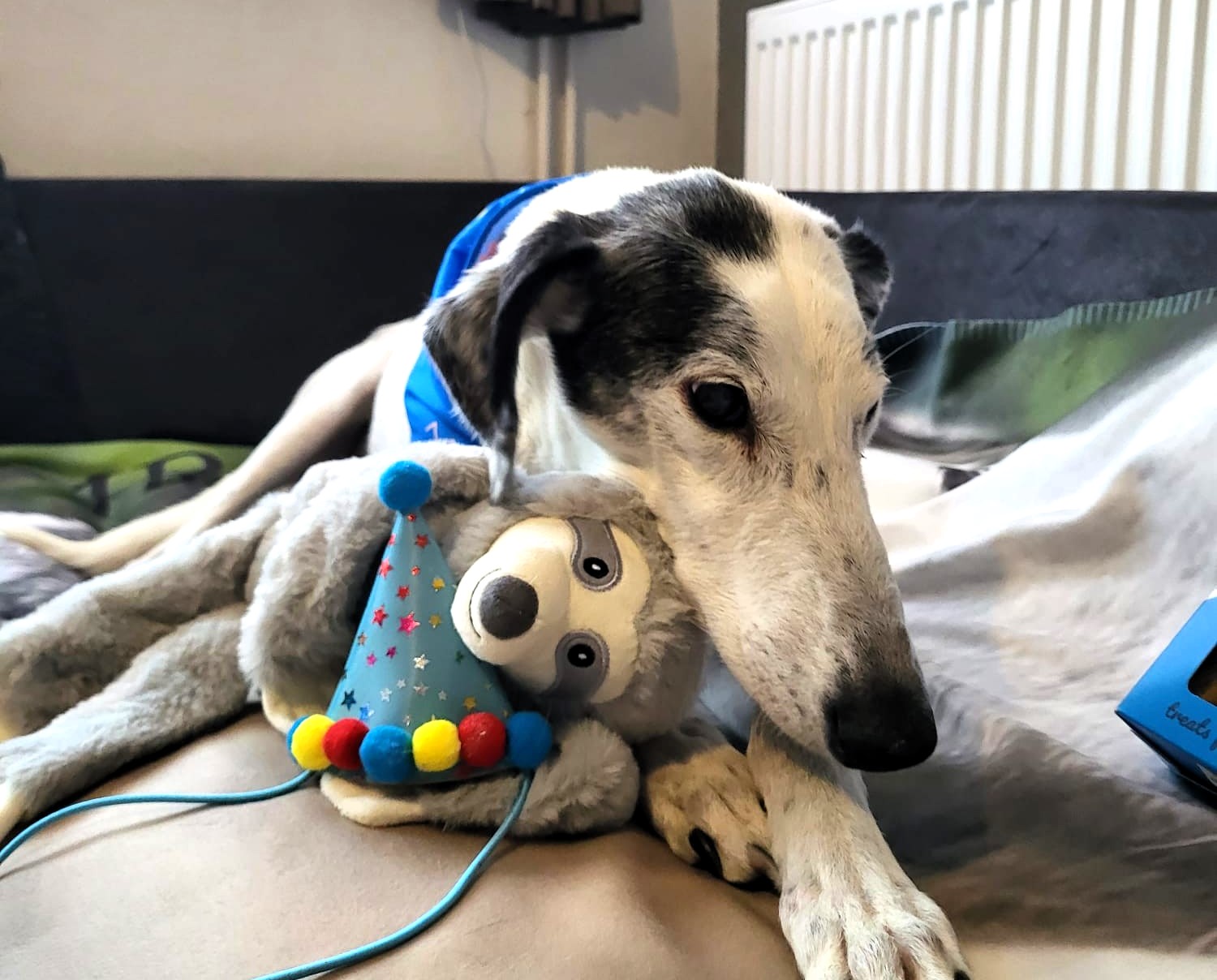 Elderly dog Tom survived being hurled into an icy pond and now battles incurable cancer - rescued by Angels 4 Dogs he celebrates life with a loving foster family.