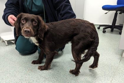 Spaniel puppy Bella was left terrified of men after a brutal attack by her former owner but has now found a loving home in Gloucester where she thrives with a new doggy friend.