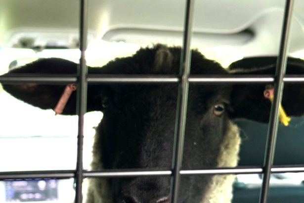 A runaway sheep caused chaos on the A30 in Devon, weaving through traffic before being safely corralled by police and locals and detained inside a patrol car.
