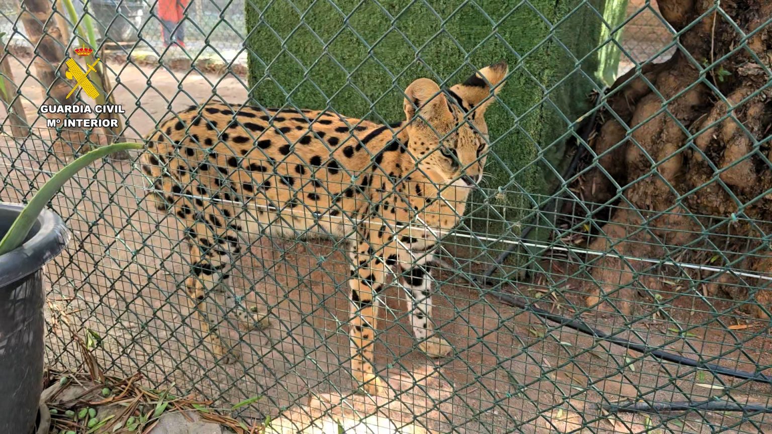 Police uncover secret illegal zoo in Spain with 150 exotic animals from 56 species including lemurs, otters, servals and a zebra - suspects face trafficking charges.