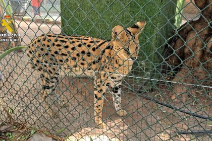 Police uncover secret illegal zoo in Spain with 150 exotic animals from 56 species including lemurs, otters, servals and a zebra - suspects face trafficking charges.