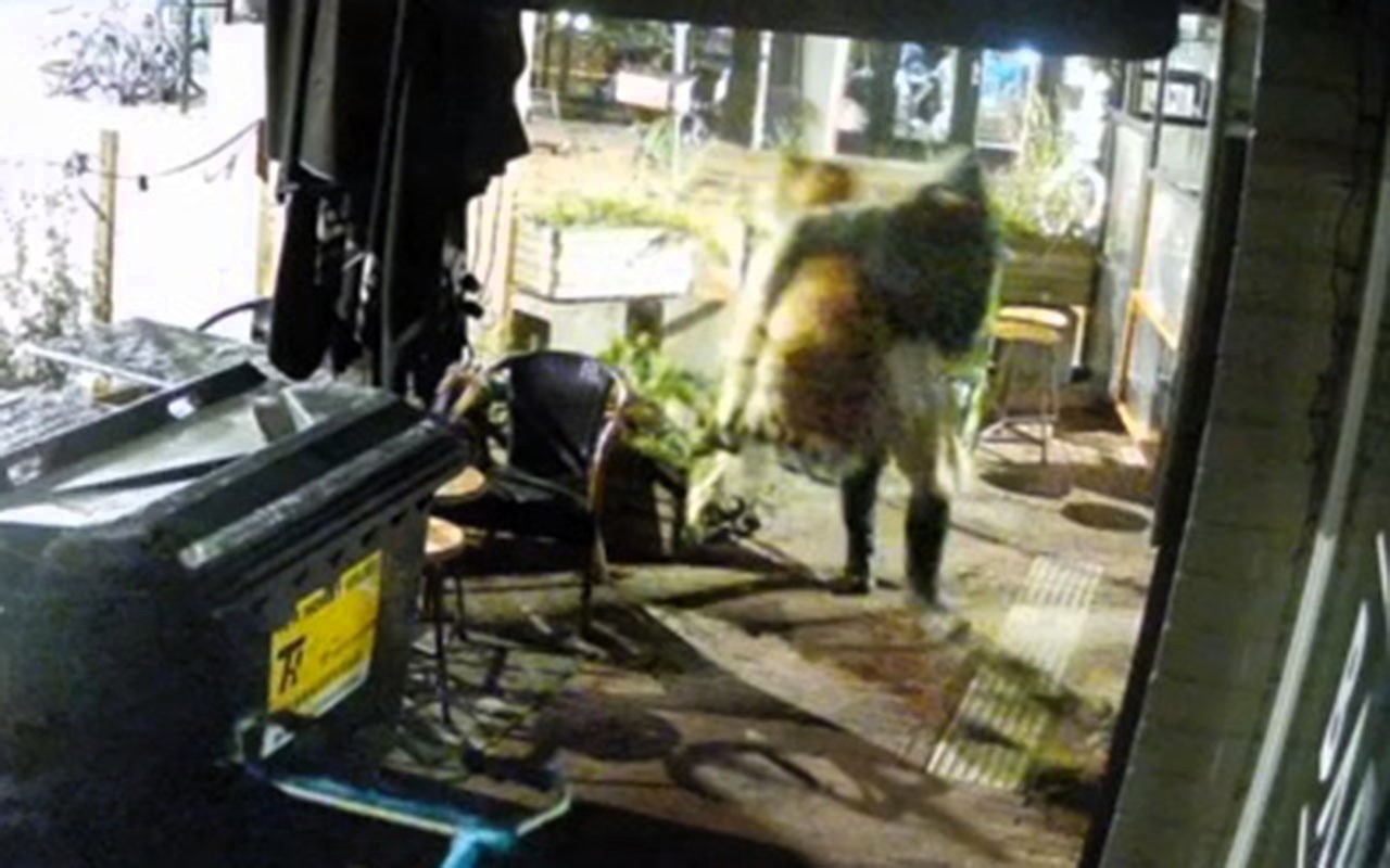 Thieves on a fatbike stole a rare stuffed tiger from a Dutch taxidermy shop in a planned heist with a cart and hammer prompting a €1,000 reward for its return.