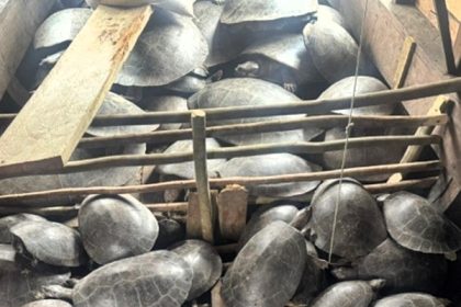Suspected trafficker caught with four tonnes of threatened turtles in Brazil’s Amazon - 254 live reptiles and 1,000 eggs seized as police rescue animals and make arrest.