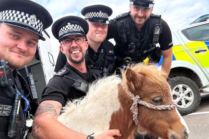 Stolen Shetland foal Lucy reunited with mum after five weeks and 300 mile journey from Cornwall to Hertfordshire as police tracked her down at a caravan park.