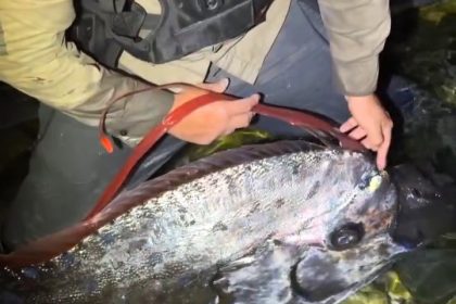 Rare giant oarfish washed ashore in Mexico sparking earthquake omen fears - the deep sea creatures known as doomsday fish surfaced injured before quakes struck.