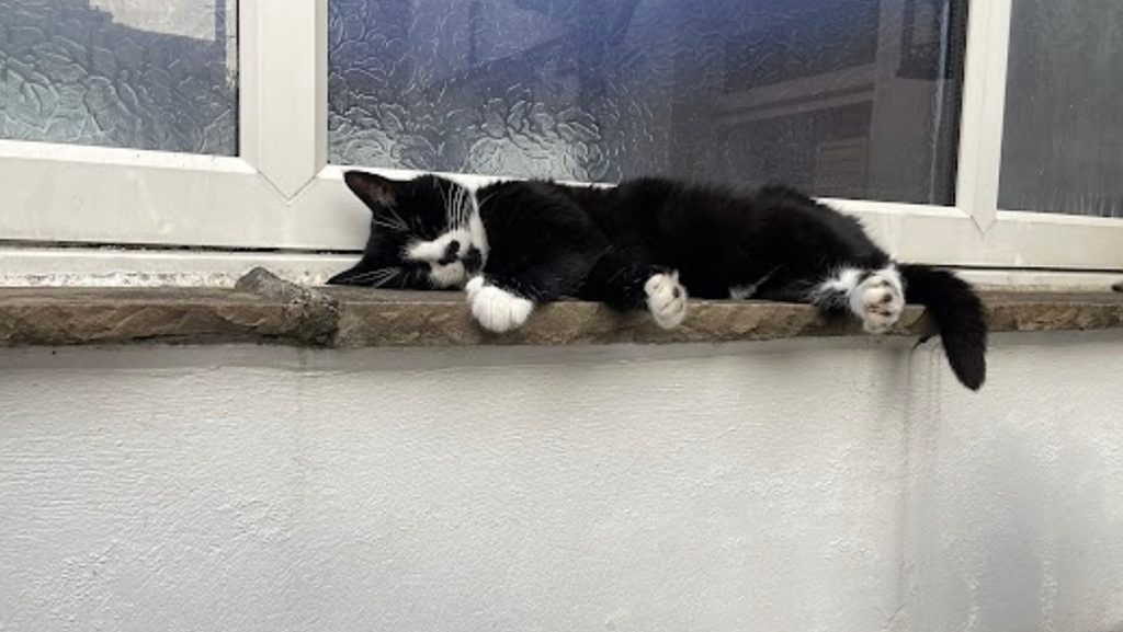Alexandra Jade Gregson has been jailed after filming herself urging her dogs to kill neighbour’s elderly cat Poppy in a brutal Snapchat video - she is banned from pets for life.