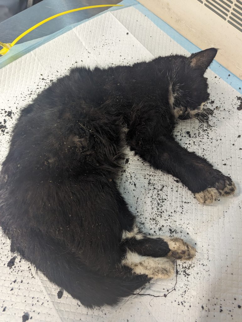 Alexandra Jade Gregson has been jailed after filming herself urging her dogs to kill neighbour’s elderly cat Poppy in a brutal Snapchat video - she is banned from pets for life.
