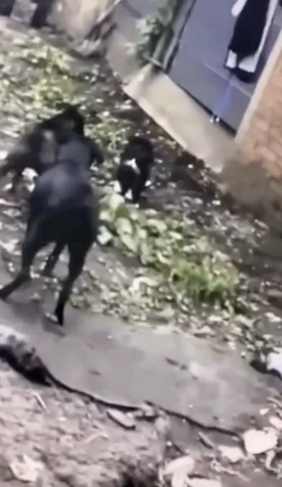 Alexandra Jade Gregson has been jailed after filming herself urging her dogs to kill neighbour’s elderly cat Poppy in a brutal Snapchat video - she is banned from pets for life.